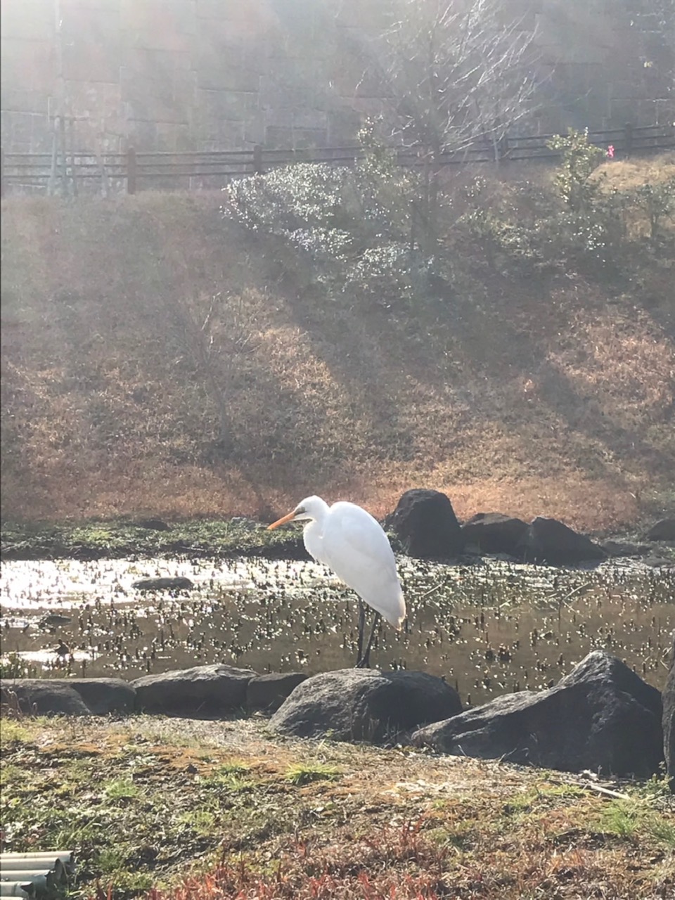 六浦霊園-園内の鷺