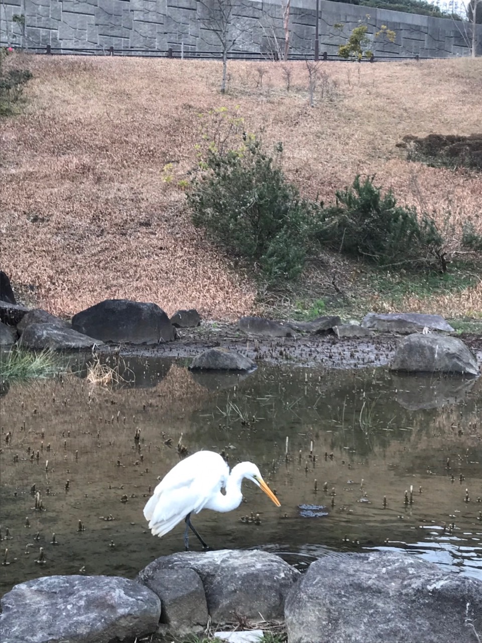 六浦霊園-園内の鷺