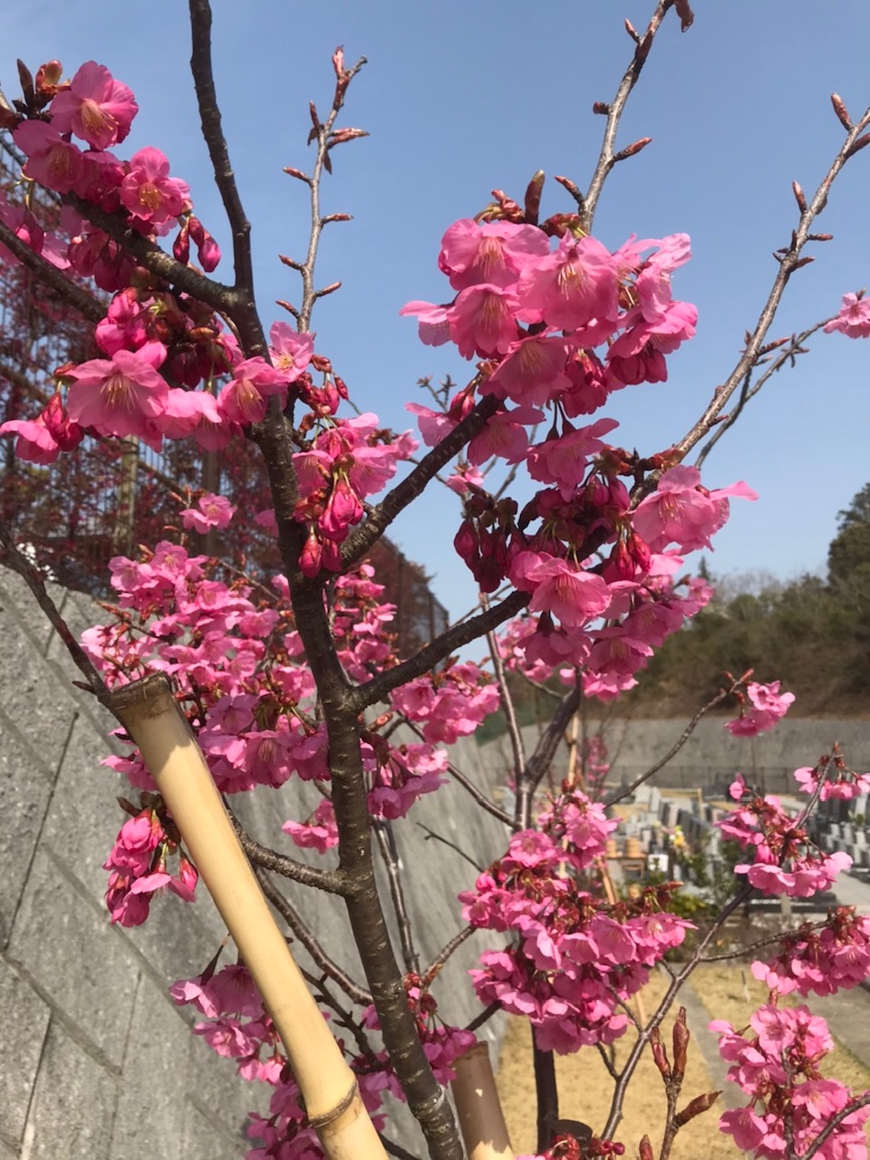 六浦霊園-三寒四温