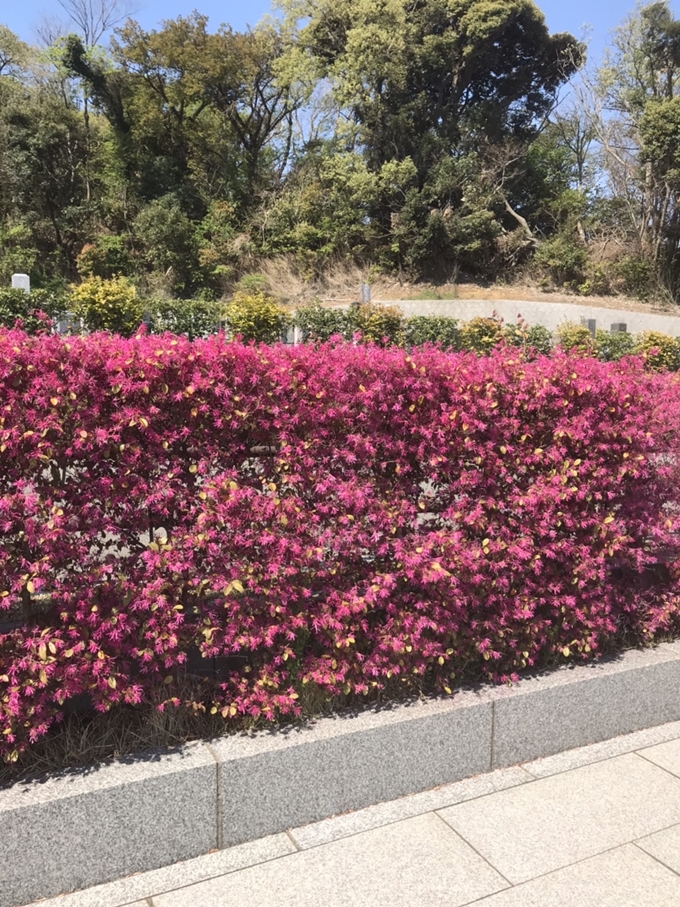 六浦霊園-園内のマンサク