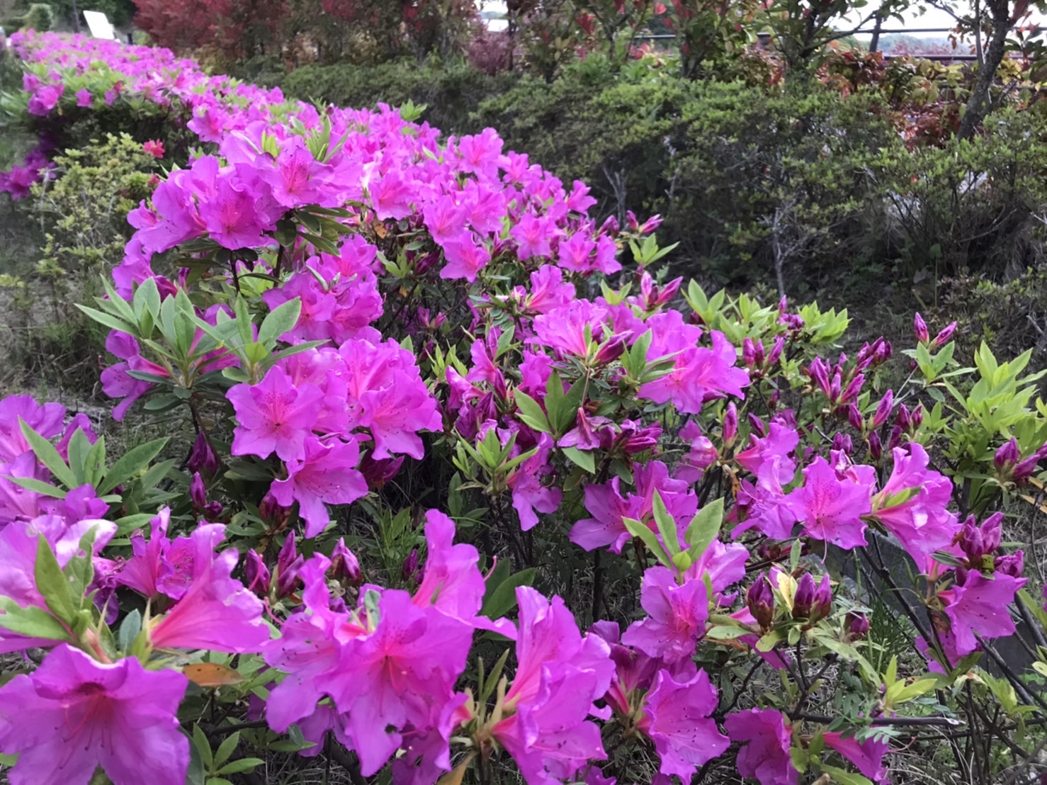 六浦霊園-園内のツツジ