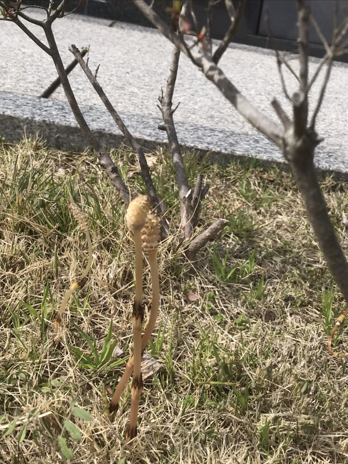 六浦霊園-つくしが顔を出しました