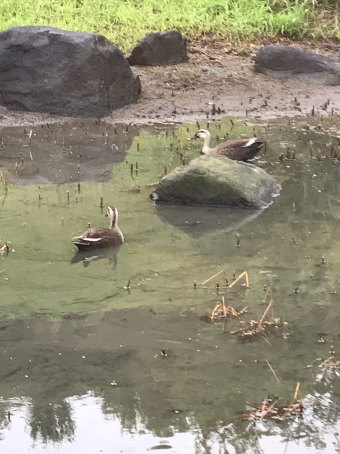 六浦霊園-鴨のお散歩