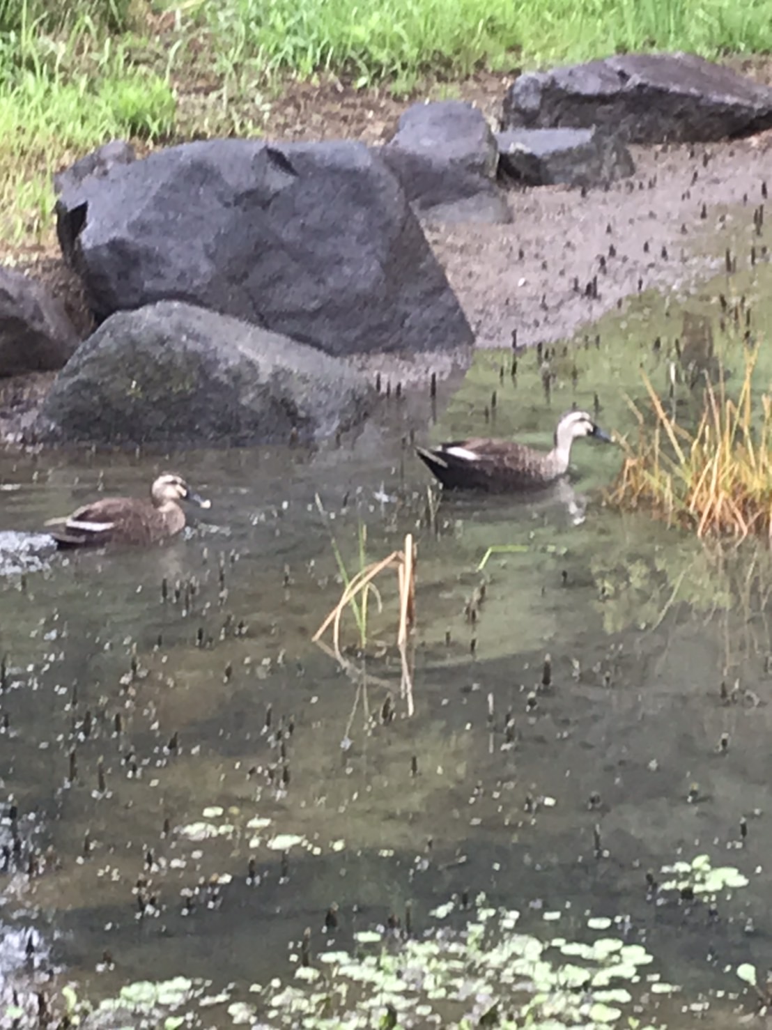 六浦霊園-鴨のお散歩