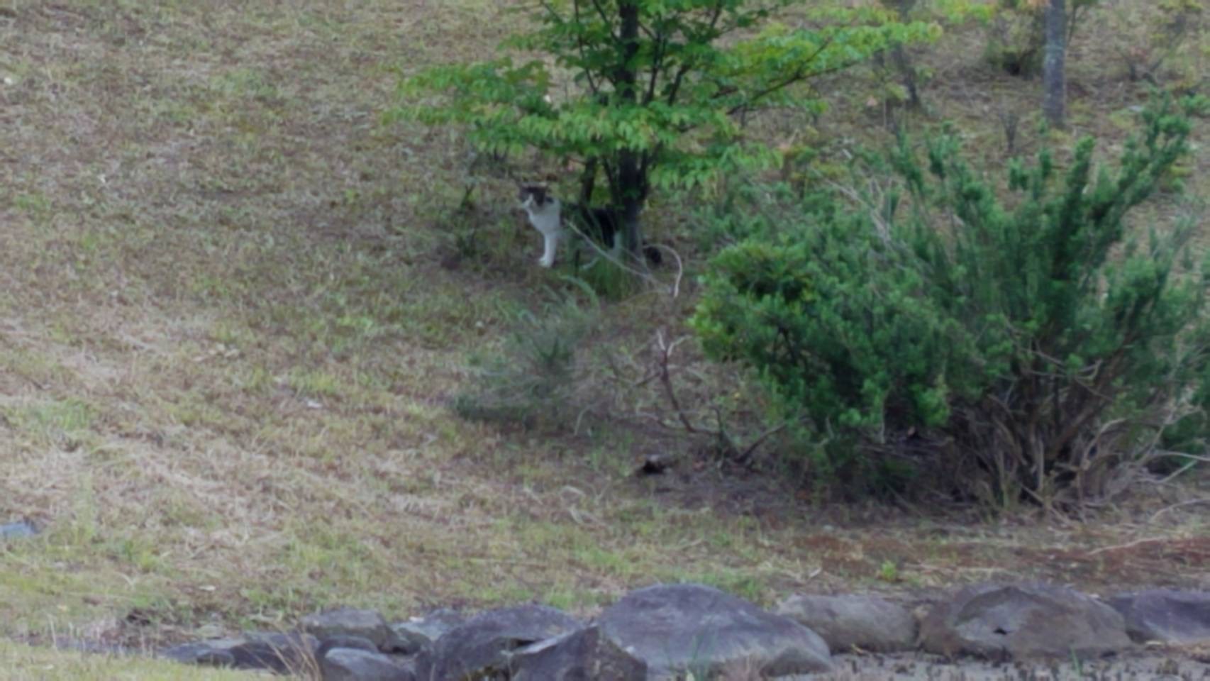 六浦霊園に時々現れる猫ちゃん