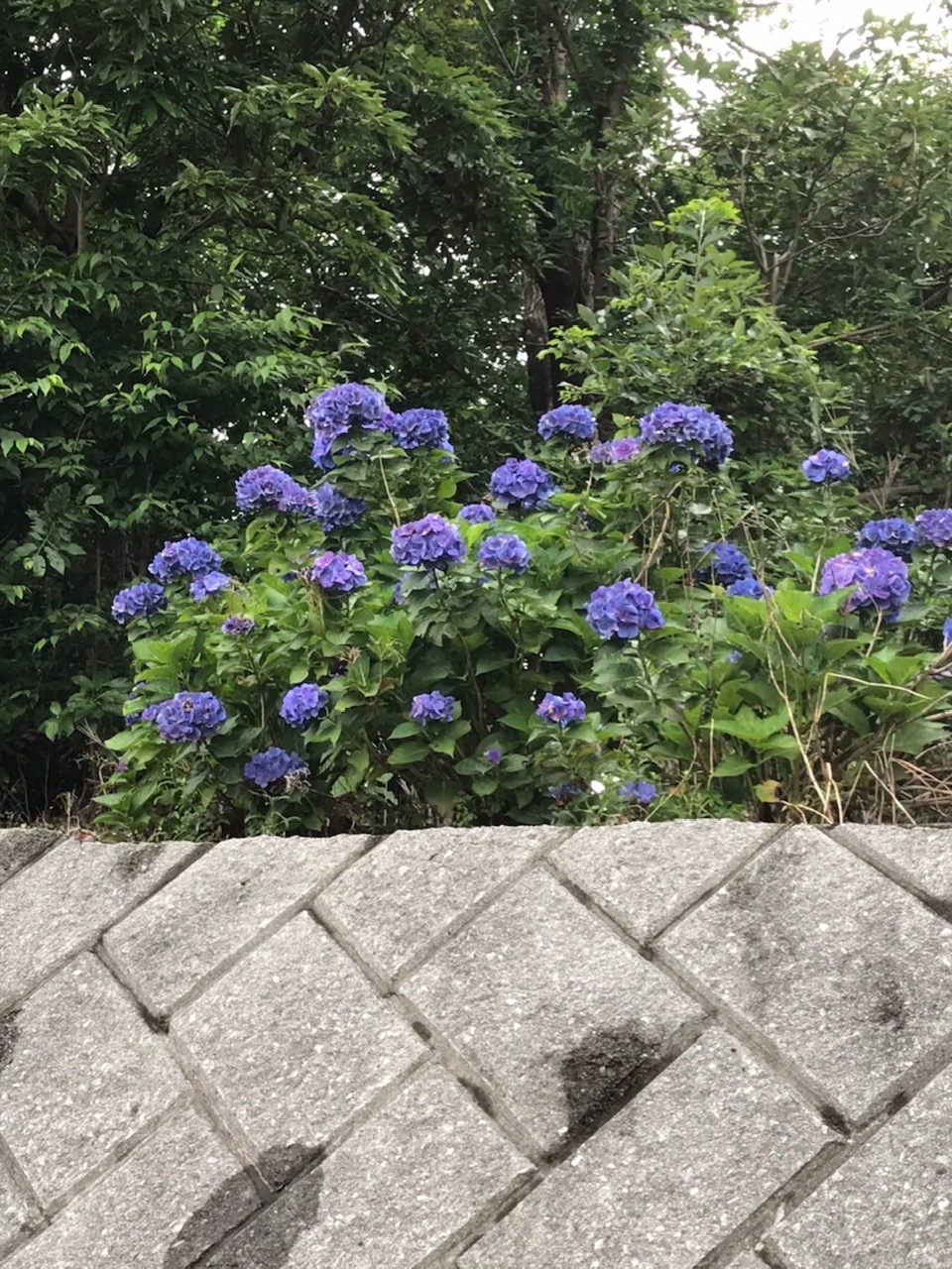 六浦霊園_きれいな紫陽花01