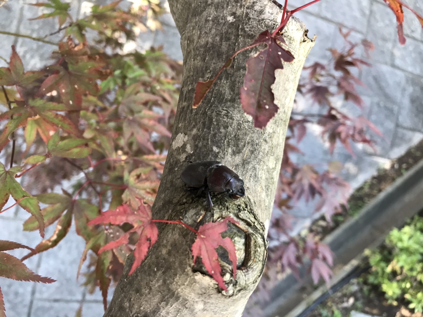 六浦霊園_ノコギリクワガタとコクワガタ01