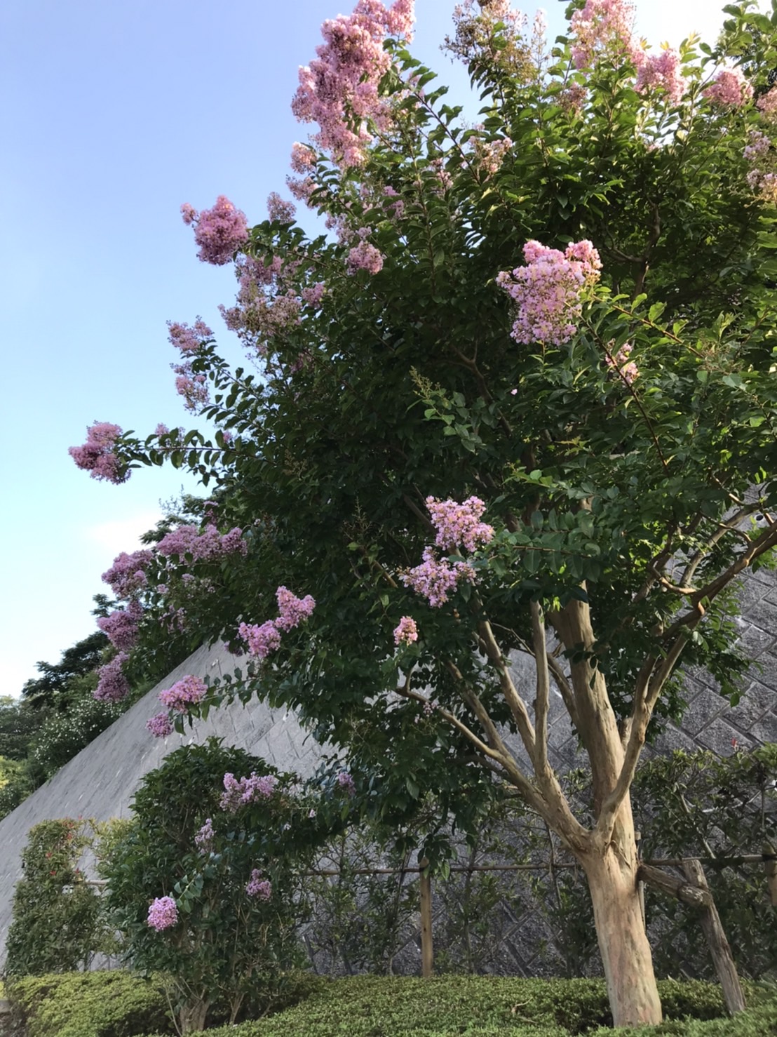 六浦霊園_園内に咲くサルスベリ01